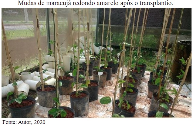 Recipiente biodegradável pode ser alternativa para cultivo de mudas
