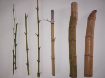 Bambu é material ecológico com potencial para fins estruturais