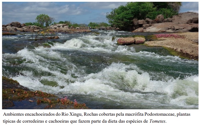 Sistema imunológico dos peixes é alterado pela Ingestão de microplásticos