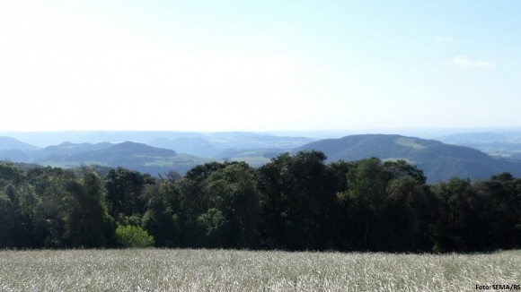 Importância da reposição florestal para o equilíbrio ambiental