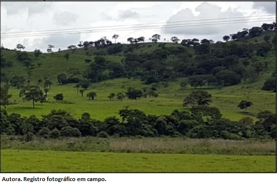 Reflorestamento combate a erosão em regiões degradas